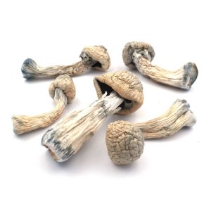 Albino Penis Envy Mushroom